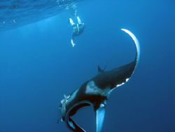  Who doesn't love swimming with mantas. by Tyania Diffin 
